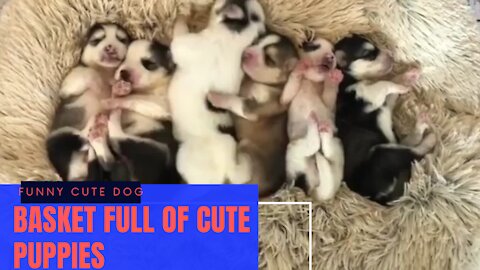 Basket full of cute lovely puppies