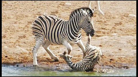 Zebra Tries to Kill Foal While Mother Fights Back