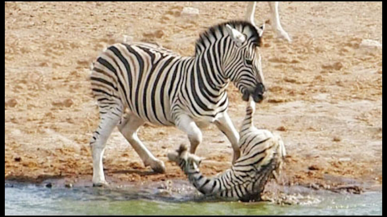 Zebra Tries to Kill Foal While Mother Fights Back