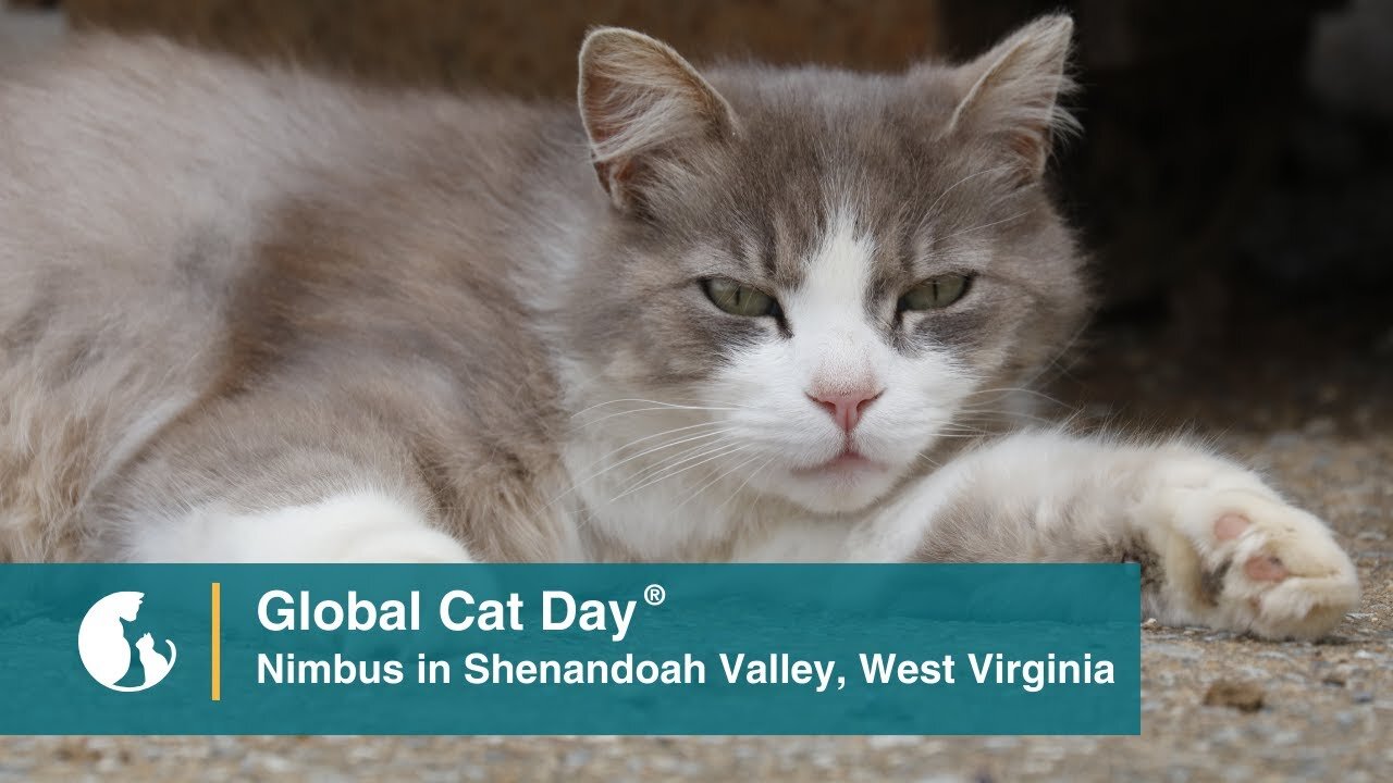 Meet Nimbus, a West Virginia Community Cat - Global Cat Day 2023