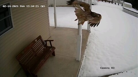 Red-shouldered Hawk Flyby