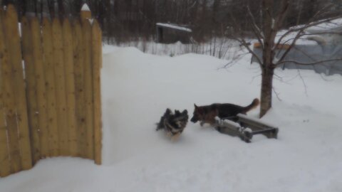 Pregnant Nala and Lucas playing in snow