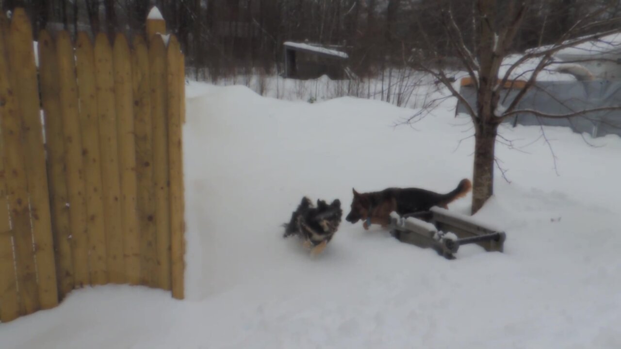 Pregnant Nala and Lucas playing in snow
