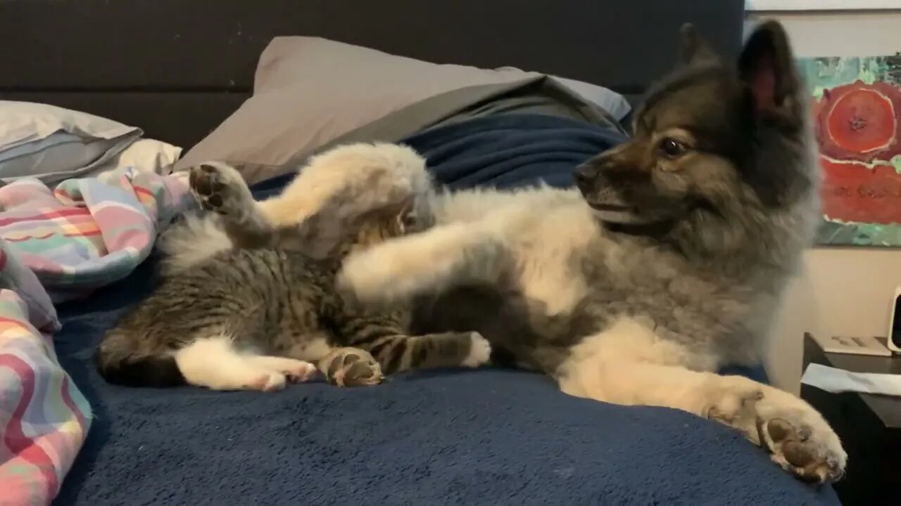 Cleaning up before play time 🐶🐱