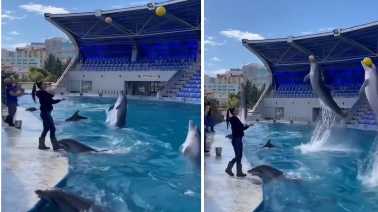 Would You Like This Amazing Dolphins