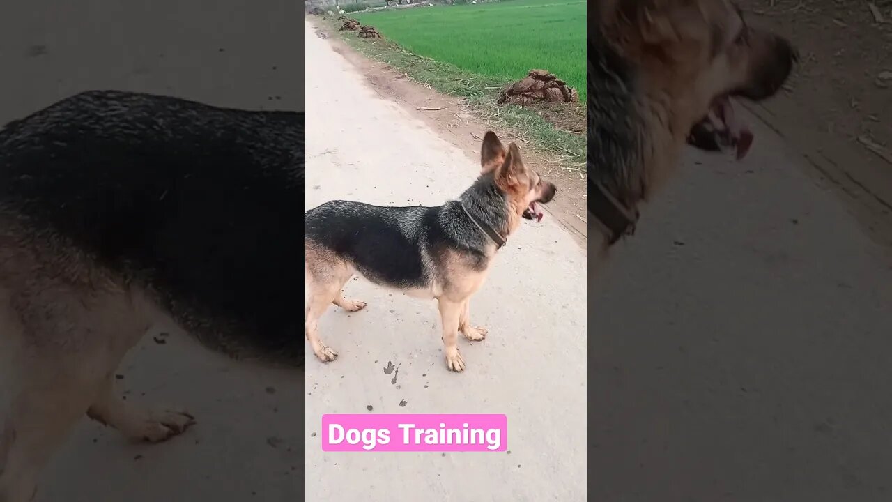 DogsTraining & funny shorts#trainingdogs #trending #shorts #dogs #dogstraining #mylove #dogs&animals