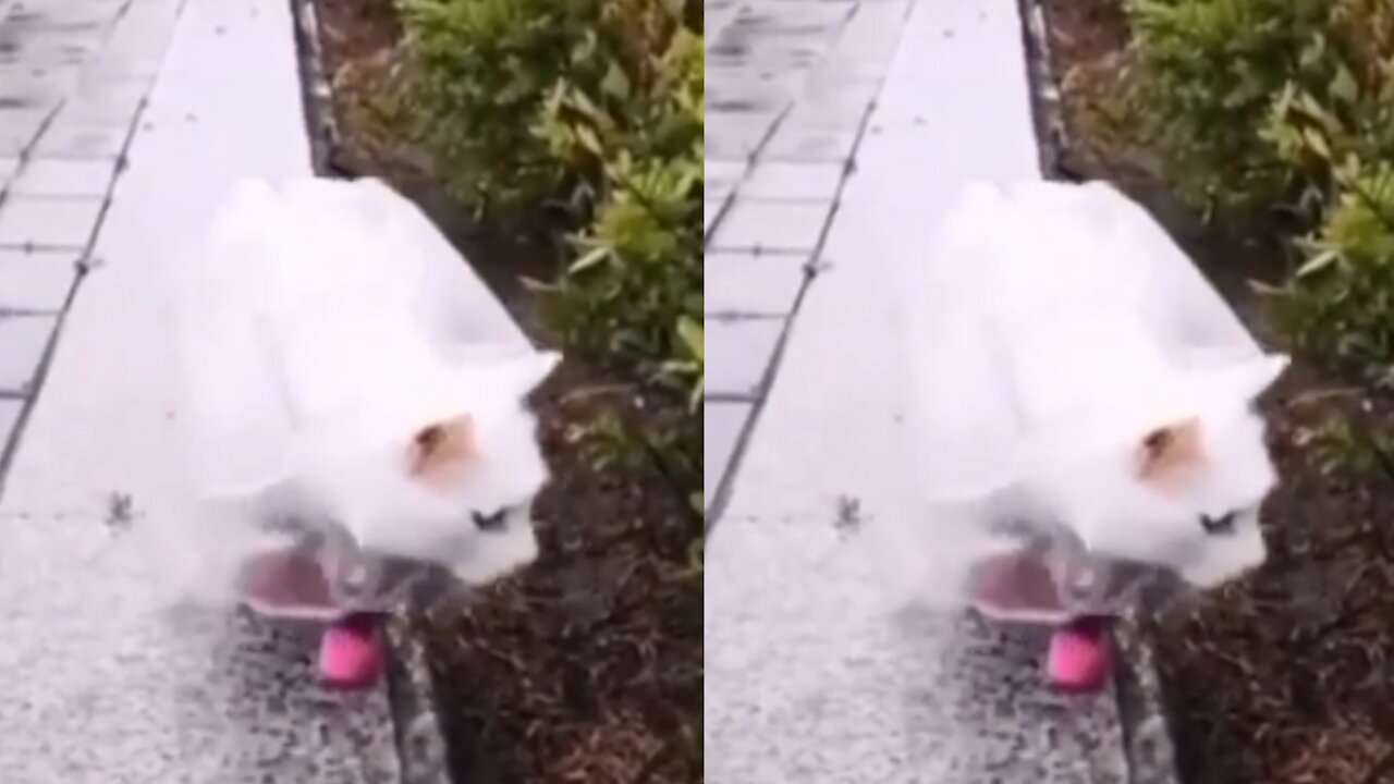 A Cat wearing a raincoat when the rain comes