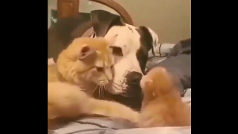 Mama cat and dog showing some love to the baby