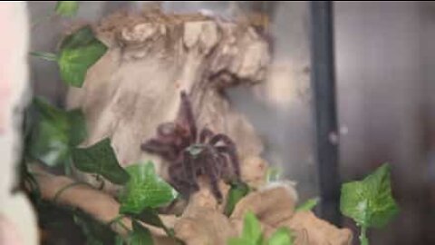 Don't watch this video if you are afraid of spiders!
