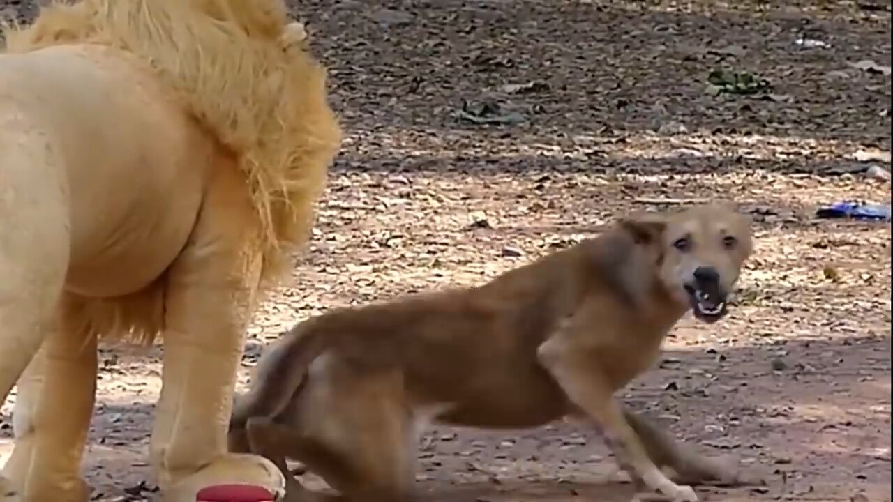 Troll Prank Dog Funny & fake Lion and Fake Tiger Prank To dog ,Huge Box Prank to dog funny video