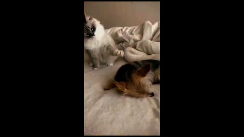 Funny Cat and Dogs