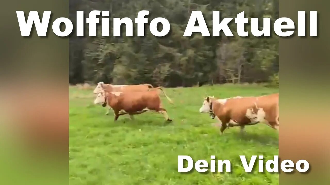 Dein Video auf Wolfinfo Aktuell 2