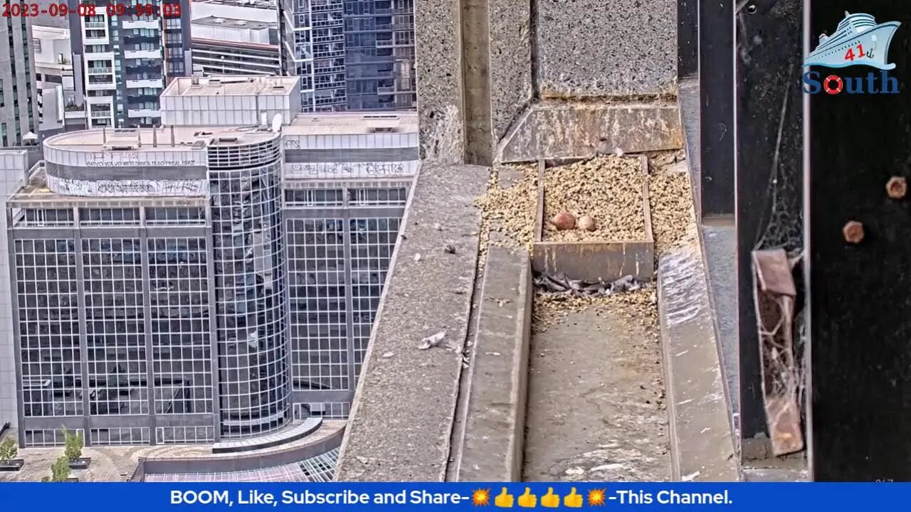 Live Peregrine Falcon Watch. Waiting For The Eggs To Hatch. 08/09/2023.