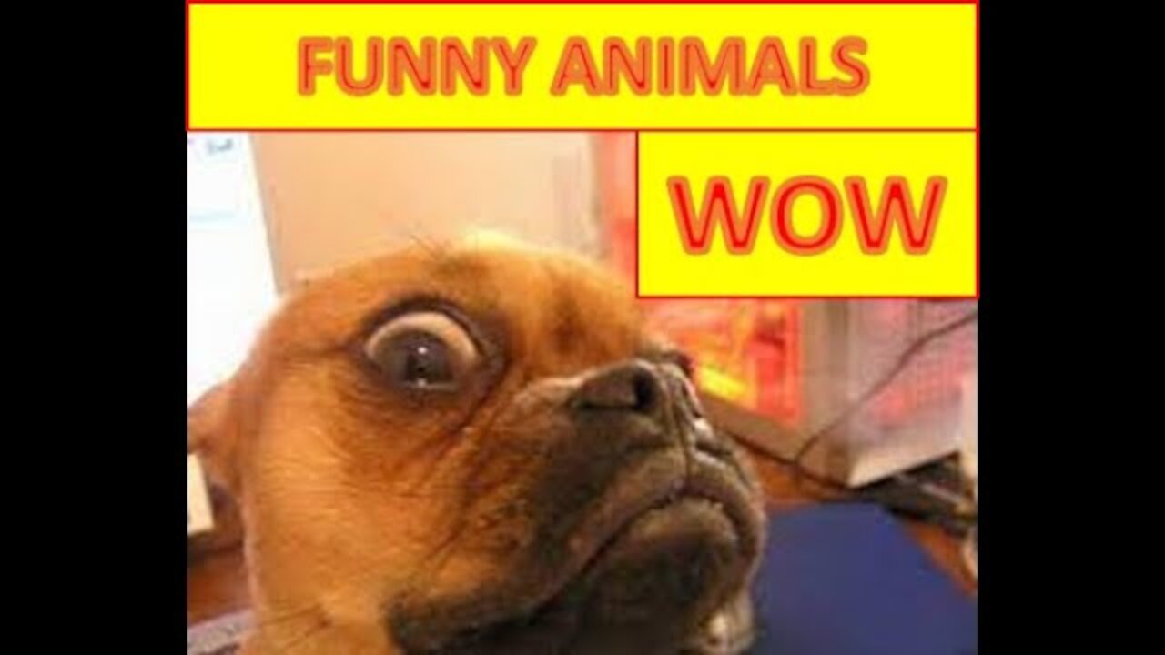 CUTE AND FUNNY ANIMAL VIDEO COMPILATION!!! MUST WATCH!