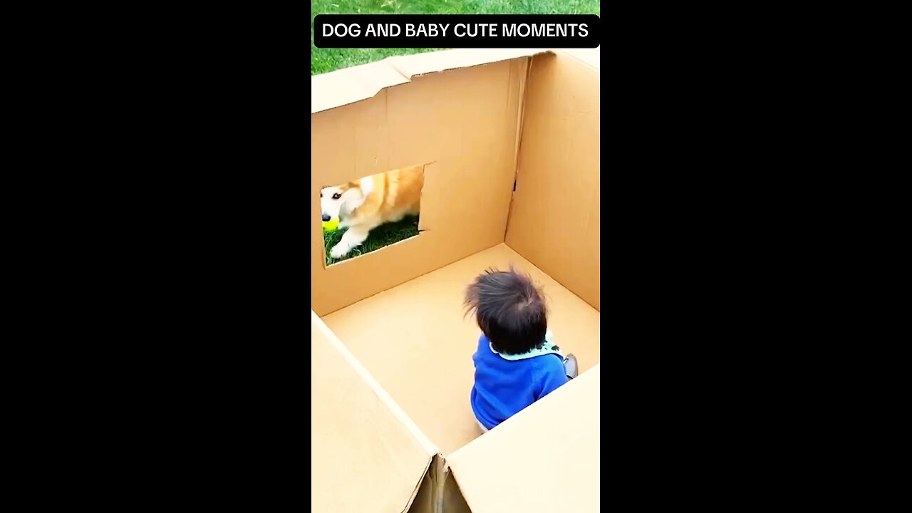 FURRY FRIENDS PLAY FETCH WITH CUTE BABY