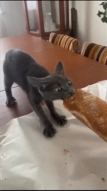 Funny cat and dog 😂 // Funny pets life #26