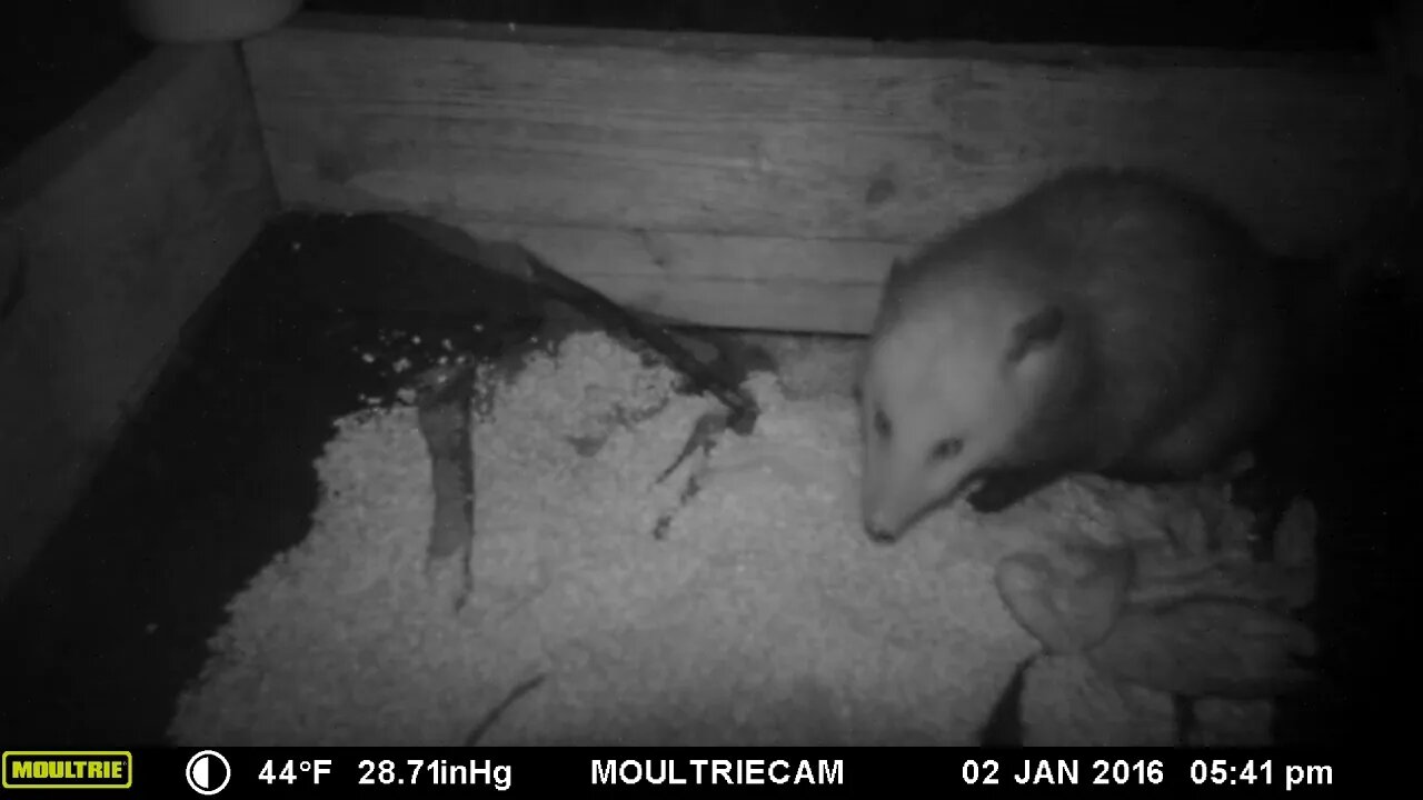 Possum 🐀 munchin` 🥣 and chillaxin` #cute #funny #animal #nature #wildlife #trailcam #farm #homestead