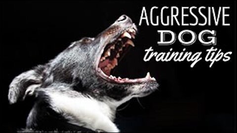 How To Make Dog Become Fully Aggressive With Few Simple Tips (INSTANT CHANGE)