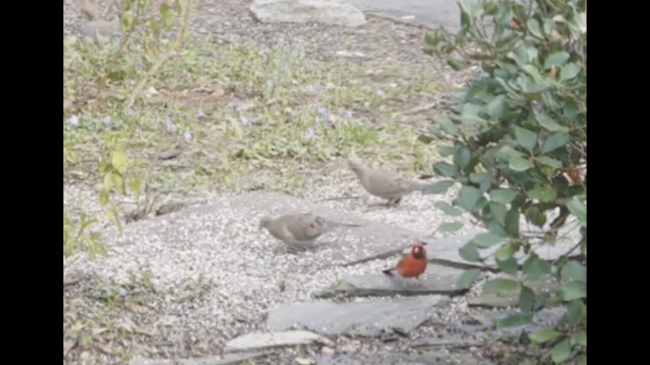 Front yard Birds