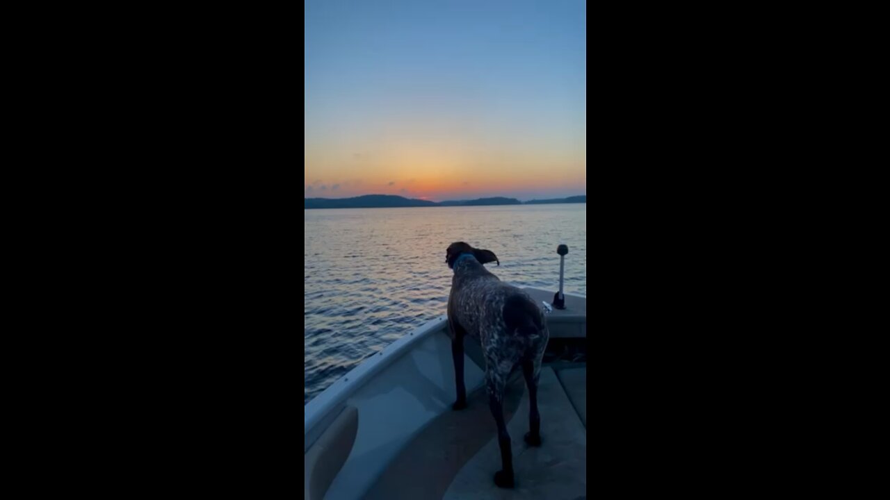 FreeBird German Short Hair Pointer having the time of his life