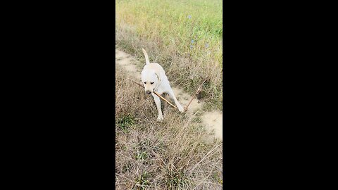 labrador play