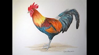 Ancient Rooster