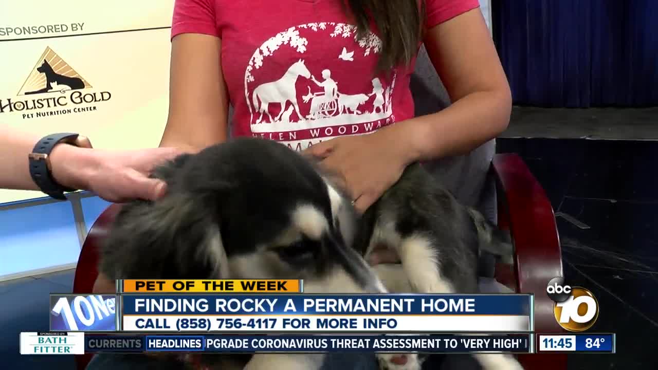 Pet of the Week: Rocky