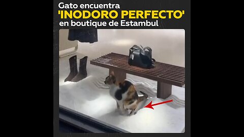 Gato confunde decoración en boutique con inodoro y satisface su necesidad natural