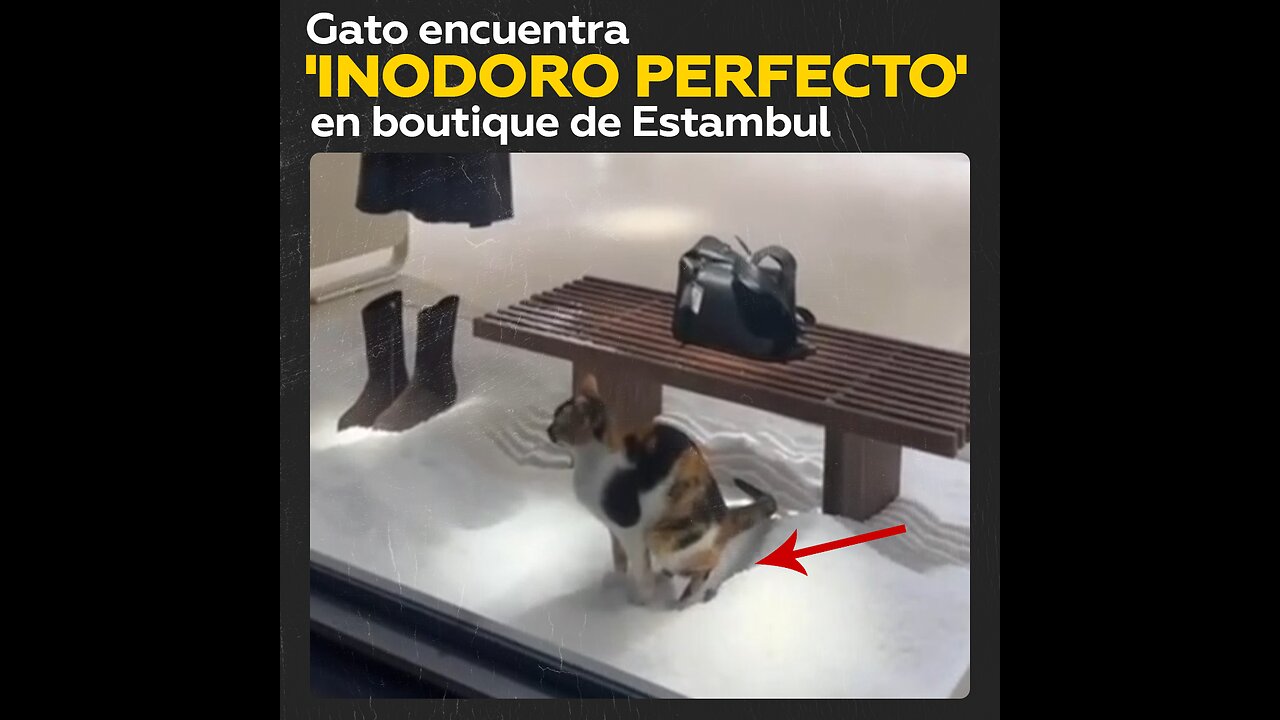 Gato confunde decoración en boutique con inodoro y satisface su necesidad natural