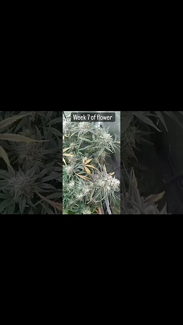 SHE is LooKing BEAUTIFUL