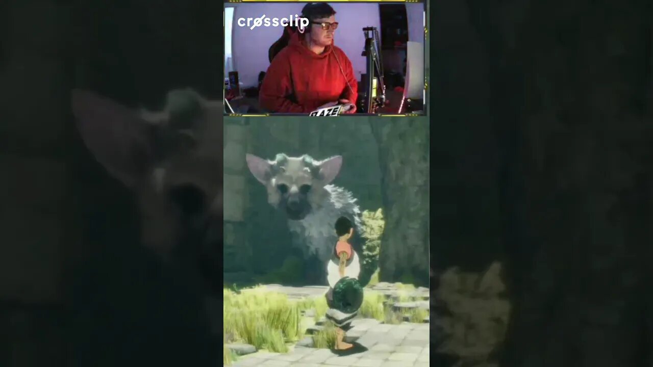 Cat Is Scared