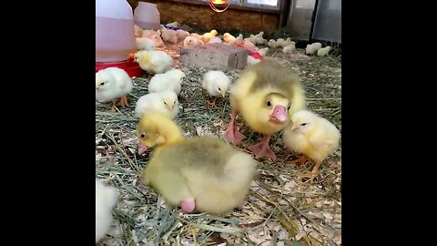 #chicks #goose #homesteading #homestead #farmanimals