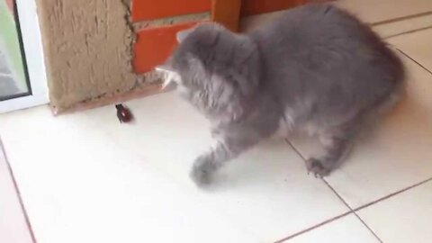 cats playing with a cockroach ..