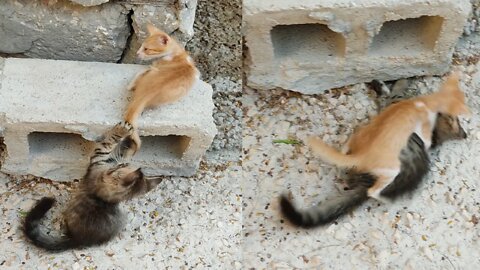 Cat playing