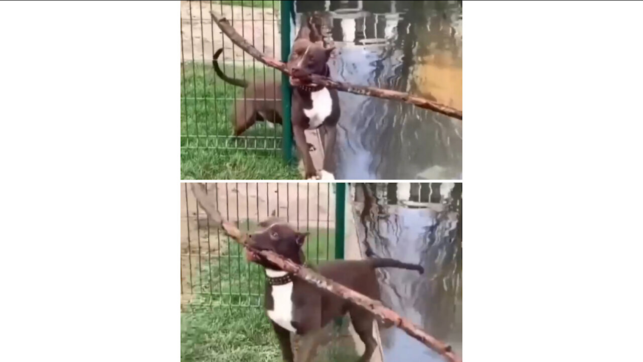 Pitbull Mission Impossible