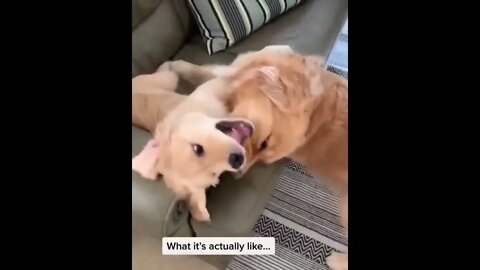 Cute Puppies Doing Funny Things, Cutest Puppies in the Worlds