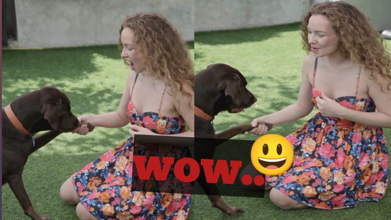 Wow 😲! So cute moment _ dog shaking hands