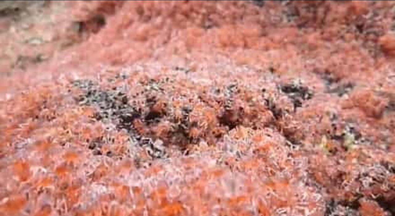 クリスマス島にてジャングルに移動する何百万ものカニ