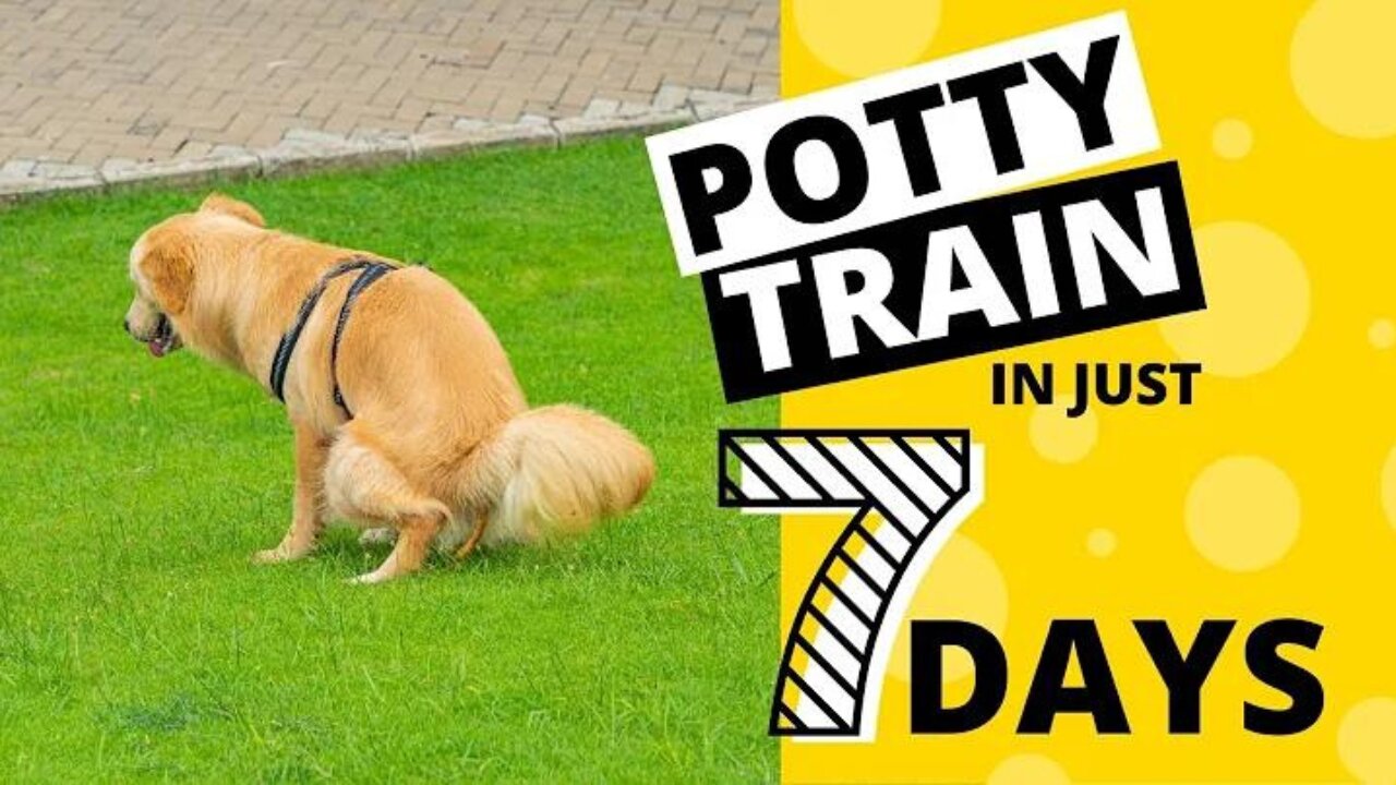 How to Potty Train your dogs in 7 Days