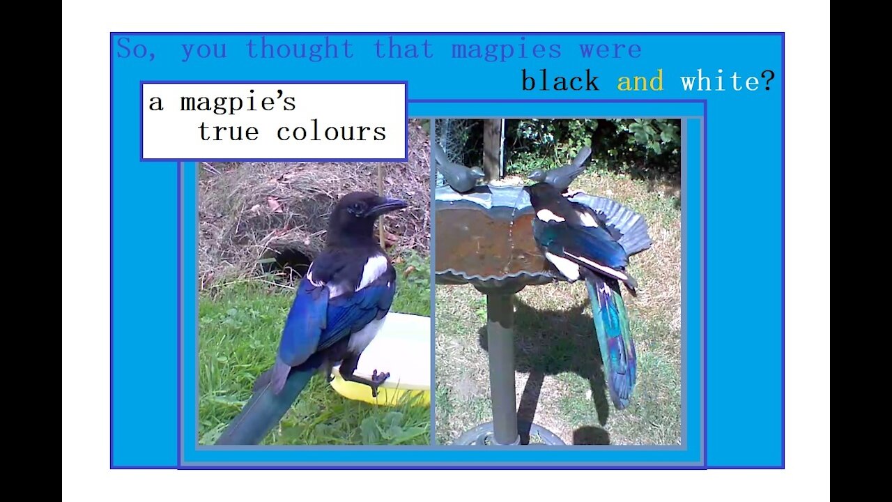 So you thought magpies were black and white?