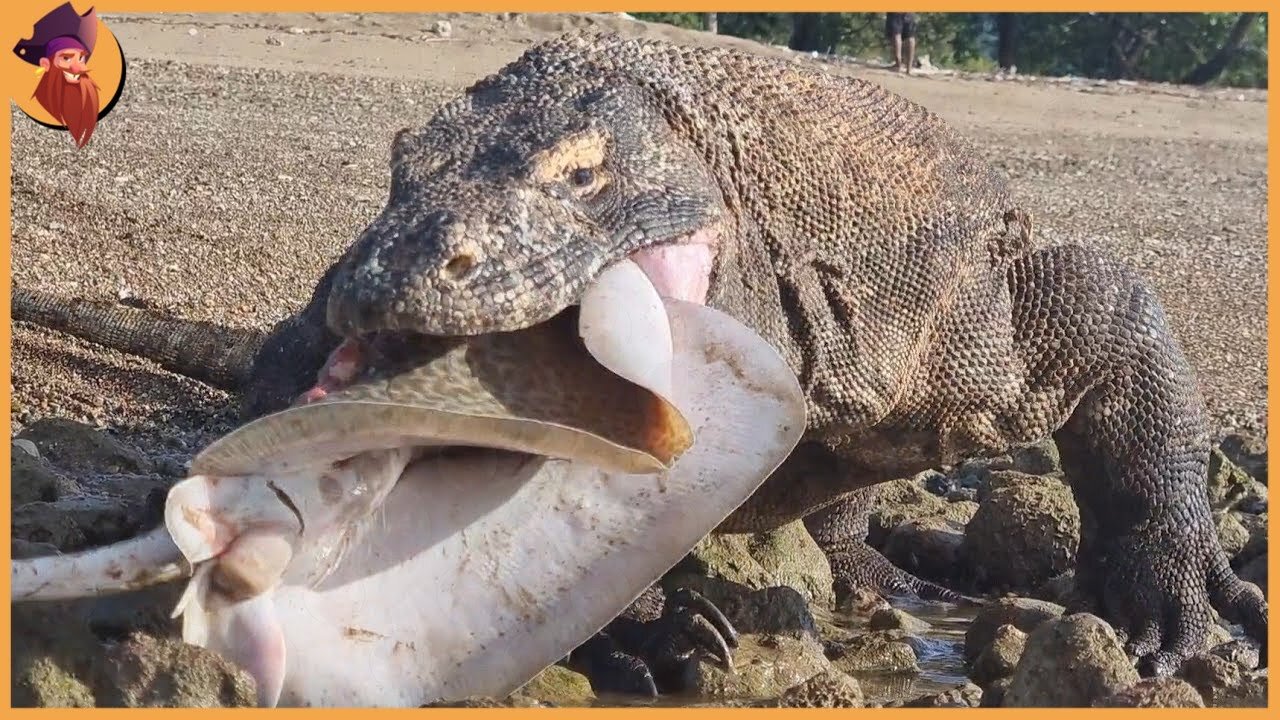 The Komodo Dragon Eating Everything In Sight