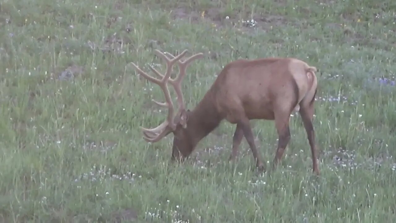 VELVET MANIA 18 BULL ELK! MORE STUD BULL ELK!