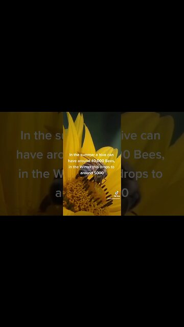 What happens to the Bees in winter?!