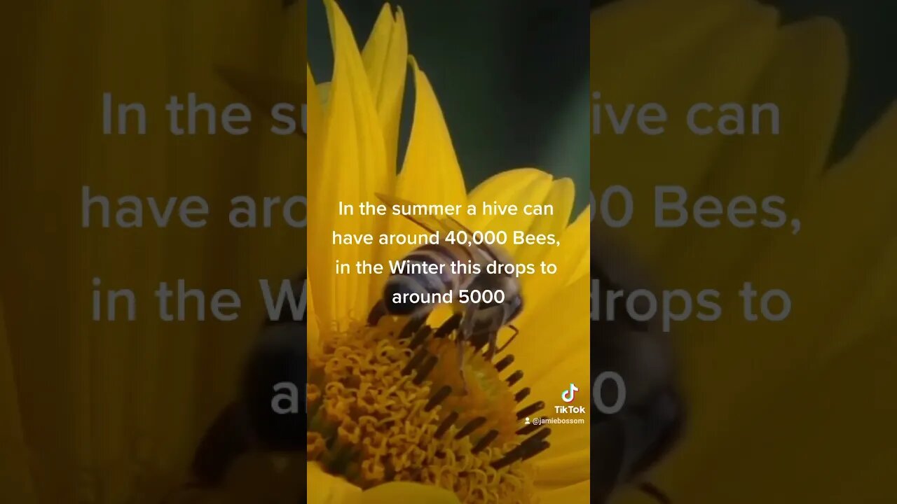 What happens to the Bees in winter?!