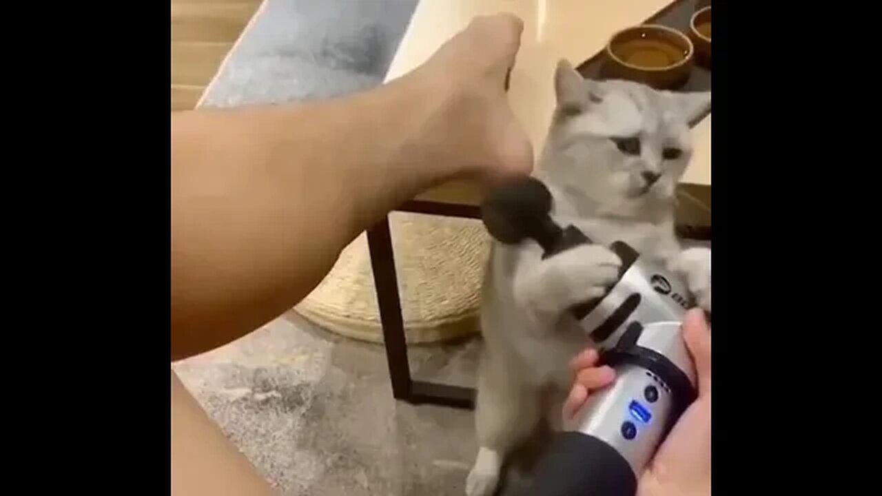 PLAYING CAT VIDEO MEAWWW