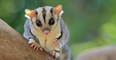 Amazing Flying Sugar Gliders - Compilation