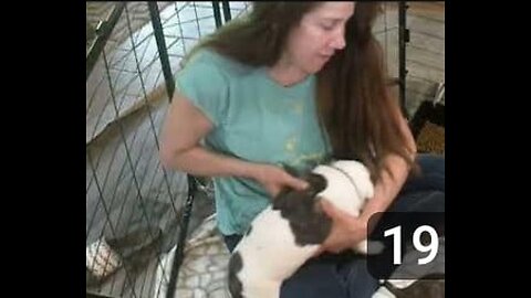 Young Alapaha Puppies Reaction To Gunshots, Handling, Skateboard and More!