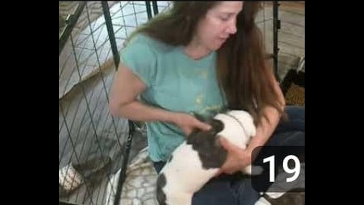 Young Alapaha Puppies Reaction To Gunshots, Handling, Skateboard and More!