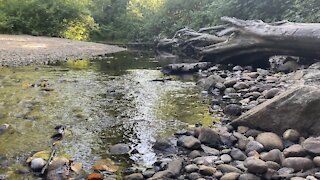 Peaceful creek with birds’ singing