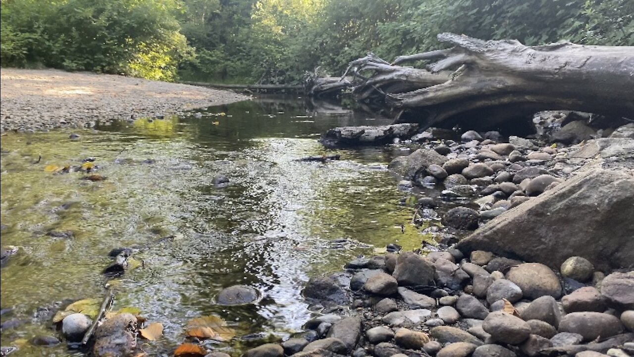 Peaceful creek with birds’ singing